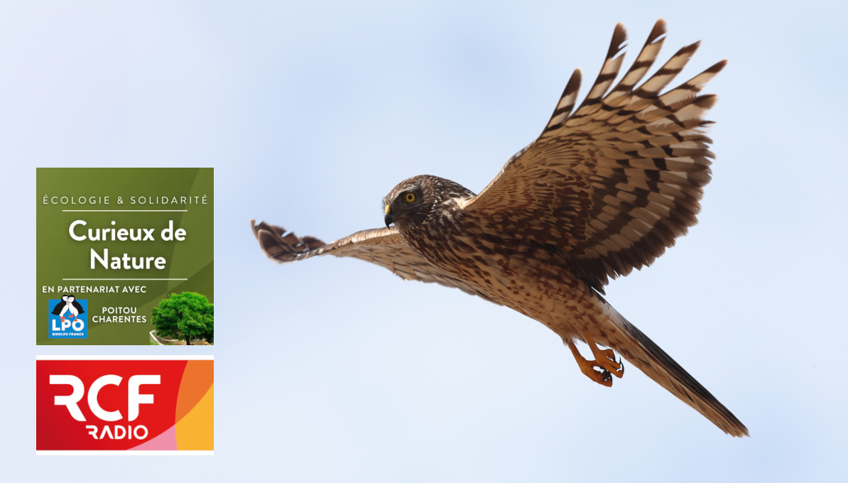 En réécoute : Busards… vous avez dit busards ?